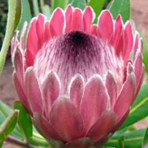 Meet your Posher, Ajean